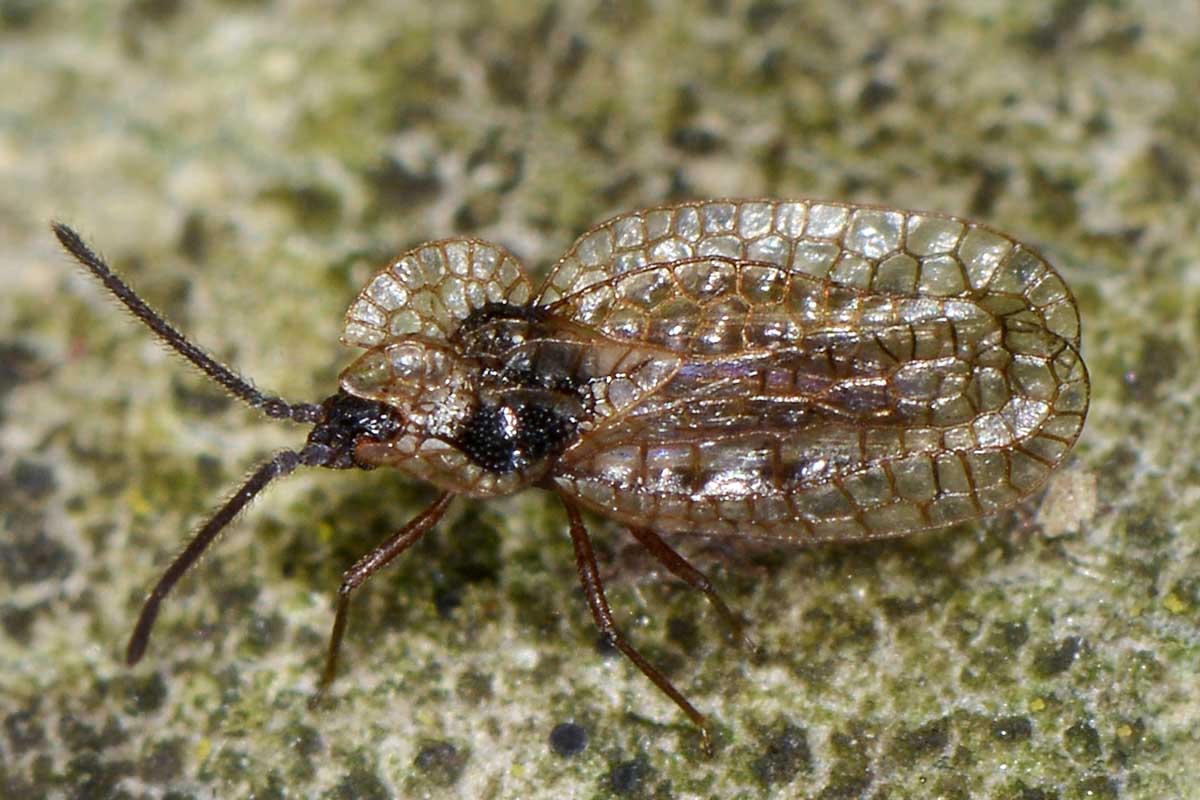 Tingidae: Derephysia foliacea del Piemonte